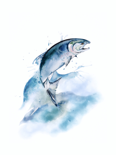 Salmon Watercolor Illustration