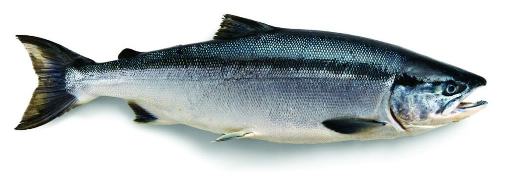 Wild-Caught/Sustainable King Salmon. Wild Alaskan King Salmon