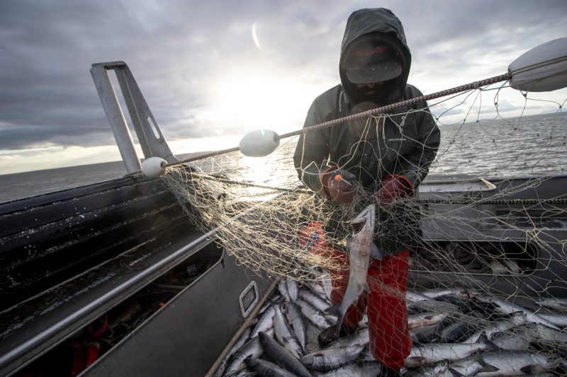 Fisherman catching Wild Salmon in Alaska