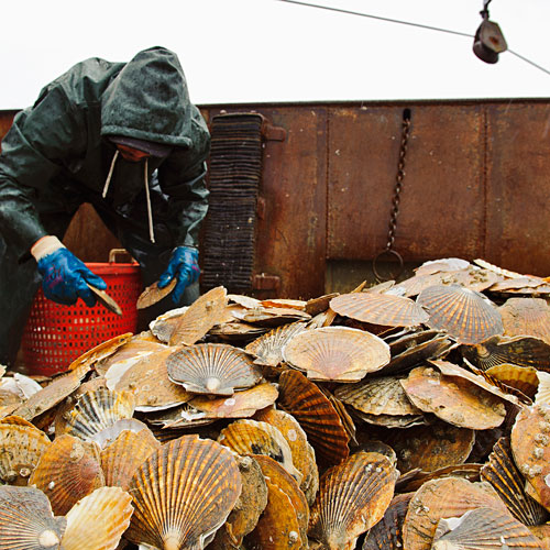 Harvesting Alaskan Sea Scallops